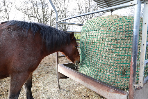 horses are standing at a feed rack