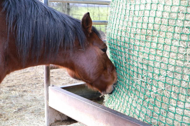 istock horses are standing at a feed rack 1465339209