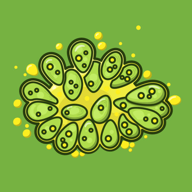 Microalgae Vector Images 50+ Microalgae Illustrations, Royalty-Free Vector Graphics & Clip Art ...