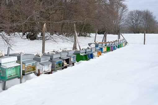 Middlemountain apiculture in Marche - Italy in winter