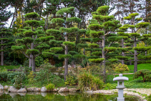 formschnittkiefern im japanischen garten im düsseldorfer nordpark - kaiserslautern stock-fotos und bilder