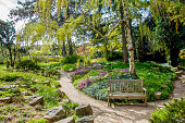 Fresh grass and flowering Bergenia ciliata  inApril 23 on garden of great Karl Foerster