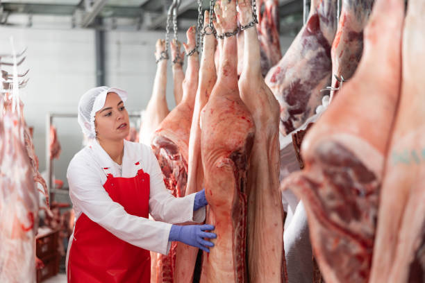 istock Female slaughterhouse worker looking at pig carcass in meat storage 1465342974