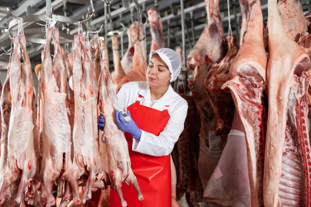 metzgerin prüft die temperatur von hängenden rohen lammschlachtkörpern - dead animal butcher meat sheep stock-fotos und bilder