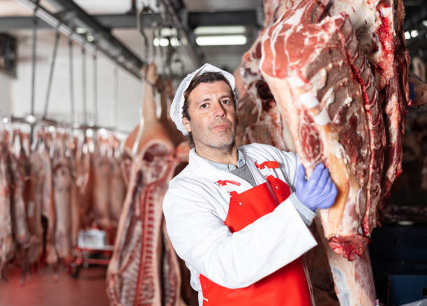 istock Butcher hanging raw beef carcasses in chilling room 1465343136
