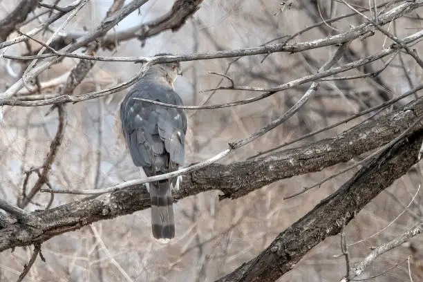 Photo of Coopers Hawk perched at Fountain Creek Park near Colorado Springs in western USA of North America