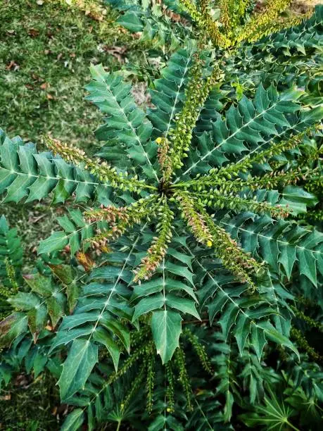 Mahonia japonica (Japanese Mahonia)