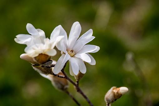 Magnolia stellata or star magnolia white flowers in the garden design.