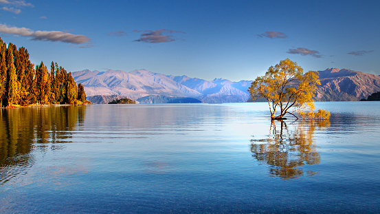 The famous Wanaka Tree sitting in Lake Wanaka, South Island, New Zealand.