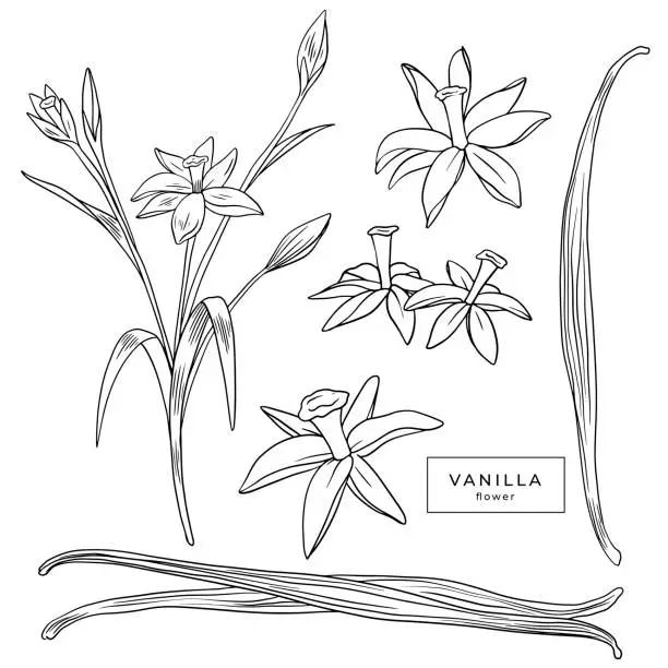 Vector illustration of Set of vanilla flower and dried vanilla sticks
