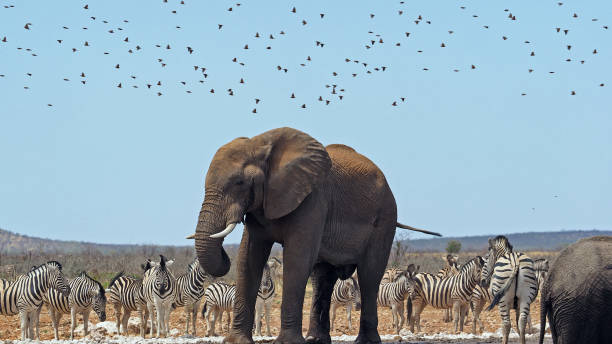 istock Wildlife in Namibia, Etosha National park 1465348915