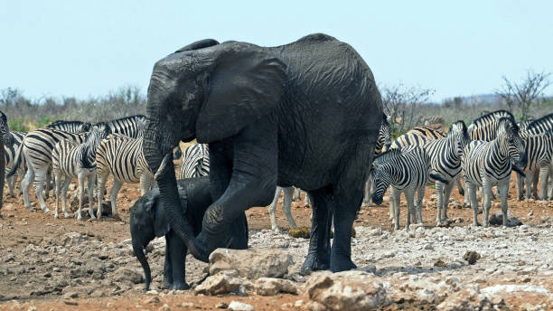 istock Wildlife in Namibia, Etosha National park 1465348974