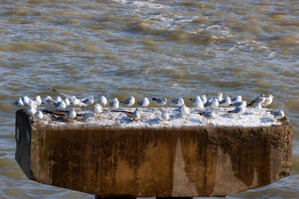 Seagulls perched on an old cement piling along the shores of Lake Erie.