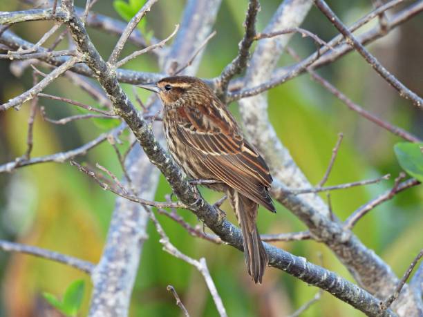 istock Red-winged Blackbird (Agelaius phoeniceus) -  female on a branch 1465350762