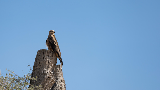 Point of view shot of a man doing an educational display with a harris hawk.