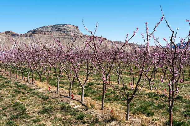 Young spring orchard with Mt. Lincoln stock photo