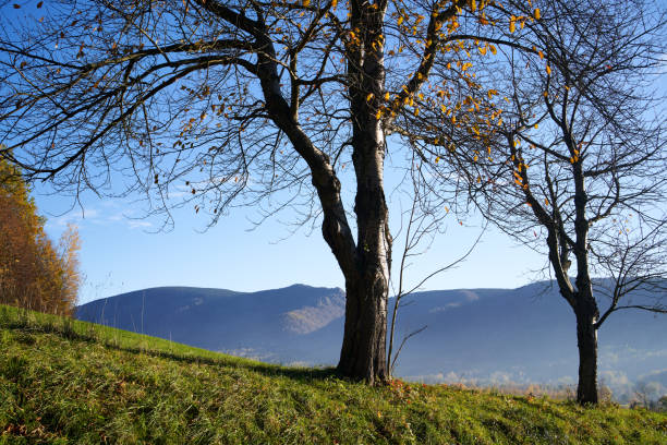 Landscape with trees and mountains on a sunny autumn day