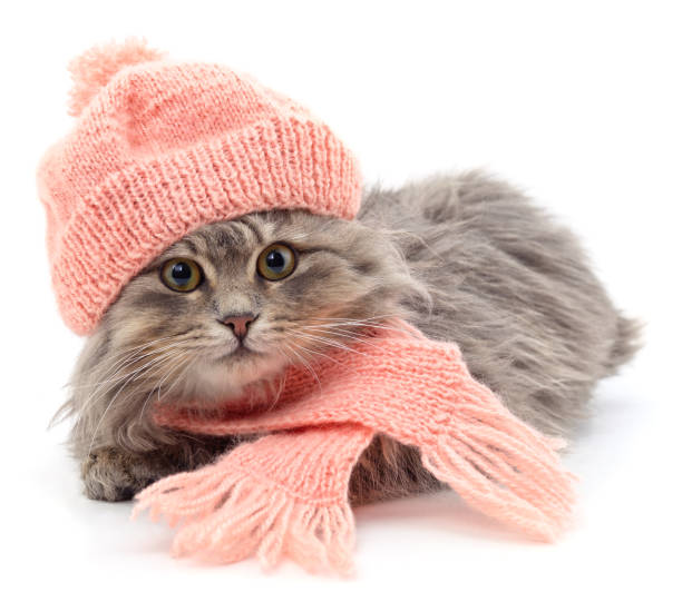 Kitten dressed in a knitted scarf and hat