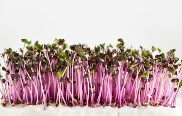 Fresh purple cabbage sprouts or microgreens with copy space stock photo