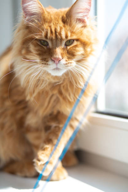 istock Fluffy kitten sitting in rays of sun 1465354708
