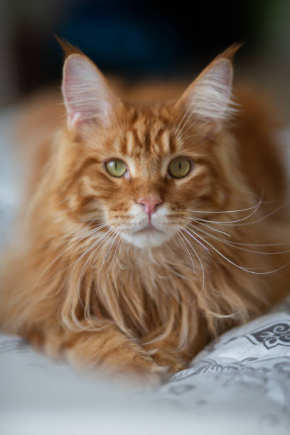 istock Beautiful maine coon kitten posing at camera 1465354957