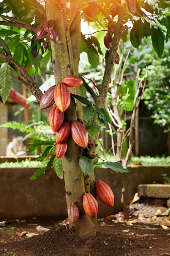 Cacao agriculture theme. Cocos plant with fruit pods