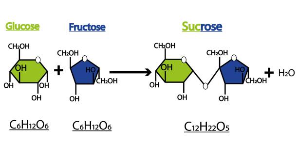 illustrations, cliparts, dessins animés et icônes de formation de saccharose. formation de liaisons glycosides de deux molécules, le glucose et le fructose. - molecule glucose chemistry biochemistry