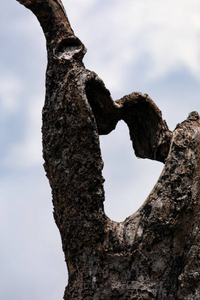 Dead tree branches offer heart shape against sky stock photo