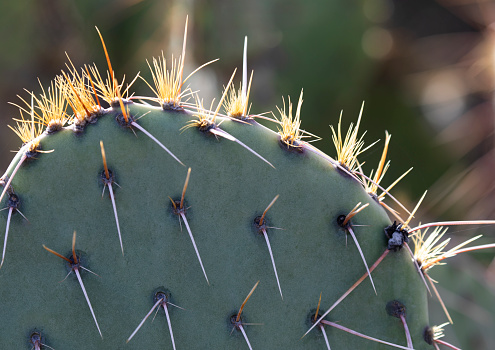 Clusters of thorn needles are natural groupings on paddle of Prickly Pear cactus