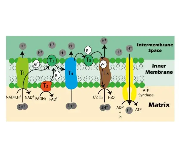 Vector illustration of Oxidative Phosphorus System.Electronic transport chain.colorful illustration.