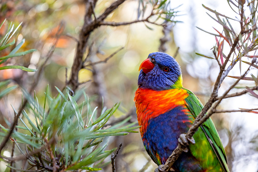 Close up of a pair of rainbow lorikeets showing off their magnificent colors