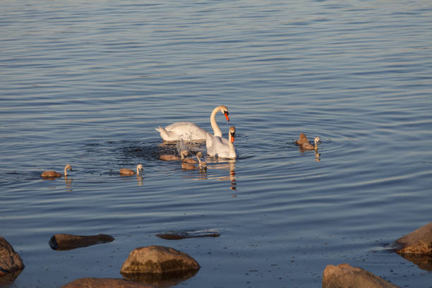 A swan couple with cygnets swimming near the rocky sea shore. Bird family with chicks. stock photo