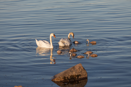 A swan couple with cygnets swimming near the rocky sea shore. Bird family with chicks.