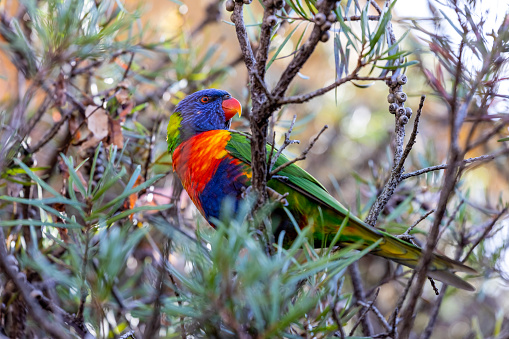 Half pale-headed rosella half eastern rosella.  On the NSW and QLD border these two rosella species often interbreed.