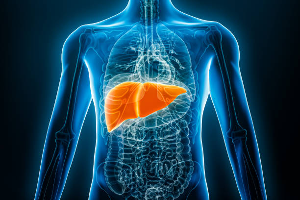 röntgenvorder- oder vorderansicht der menschlichen leber 3d-rendering-illustration mit männlichen körperkonturen. anatomie, organ des verdauungssystems, medizin, biologie, wissenschaft, gesundheitskonzepte. - medizinische zeichnung stock-fotos und bilder