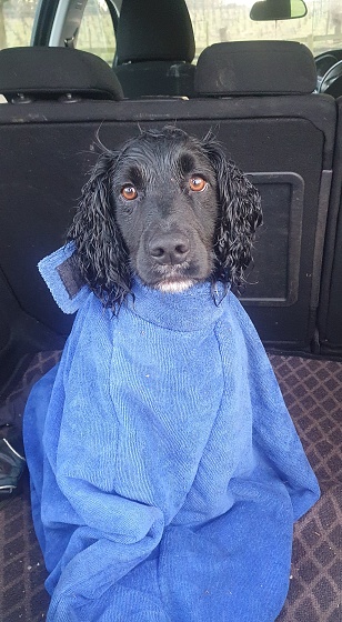 Black purebred cocker spaniel dog sitting in towel bag in the boot of car whilst looking sadly at owner after being on a wet walk.