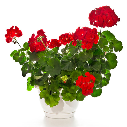 This bright pink geranium has a clipping path.CLICK HERE TO VIEW ADDITIONAL PHOTOS WITH FLOWERS WHICH ARE IN MY PORTFOLIO