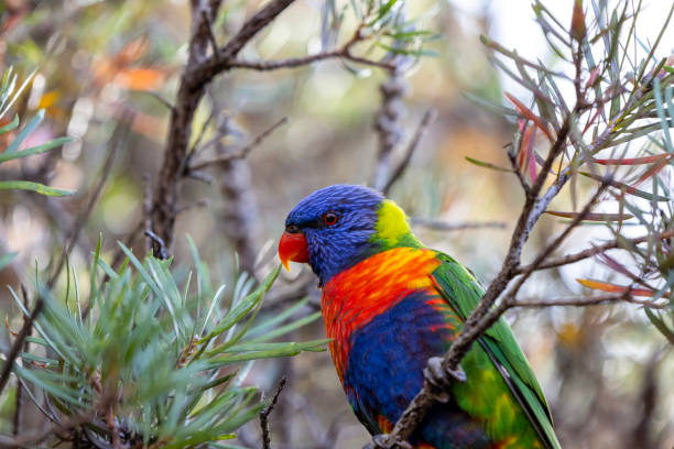 istock Beautiful colourful Rainbow Lorikeet sitting on a Bottle Brush tree, background with copy space 1465367331