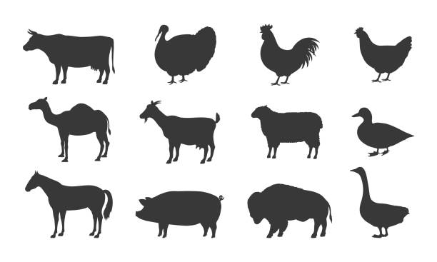 illustrazioni stock, clip art, cartoni animati e icone di tendenza di siluette di animali da fattoria. maiale, pollo, mucca, agnello, capra. icone di animali da fattoria isolate su sfondo bianco. icone di bestiame vettoriali. - pig silhouette animal livestock