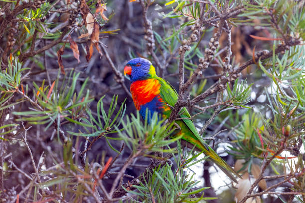 istock Beautiful colourful Rainbow Lorikeet sitting on a Bottle Brush tree, background with copy space 1465368171