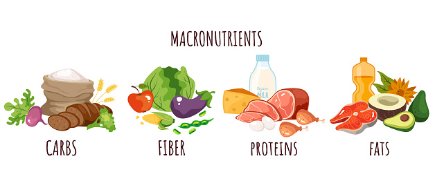 Food protein carbohydrate fiber nutrition macronutrients infographic concept. Vector graphic design