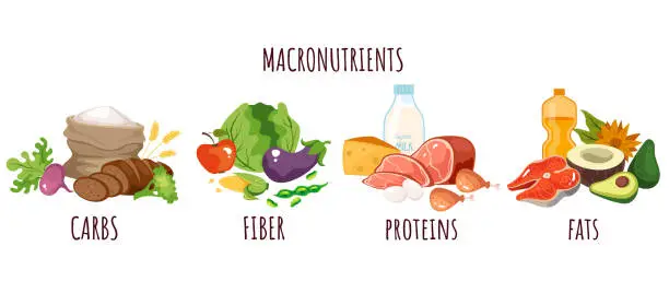 Vector illustration of Food protein carbohydrate fiber nutrition macronutrients infographic concept. Vector graphic design illustration