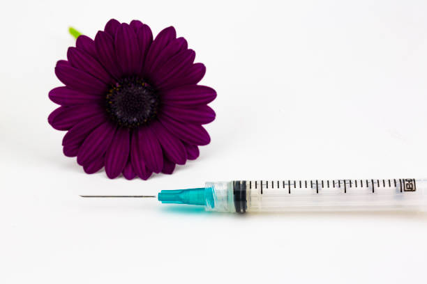 Blue syringe placed with  deep red purple daisy flower stock photo