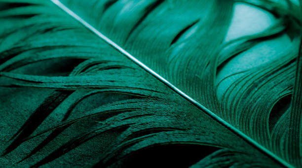 istock bird magpies feather, background or teksture 1465371805