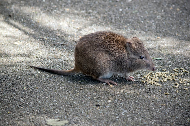 istock this is a side view of a potoroo a small marsupial 1465371989