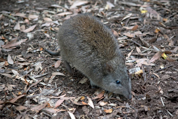 длинноносый потору похож на крысу - long nosed potoroo стоковые фото и изображения