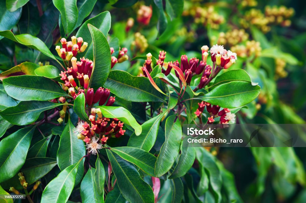 Clove tree with spicy raw flowers and sticks Clove tree with blooming  flowers and fresh green and red raw sticks growing in Bali mountains. Tropical plants, natural food spices, producing aromatic ingredients and oil in Indonesian plantations. Clove - Spice Stock Photo