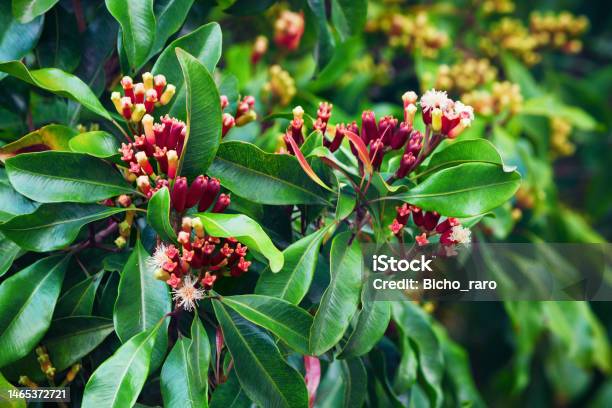 Clove Tree With Spicy Raw Flowers And Sticks Stock Photo - Download Image Now - Clove - Spice, Flower, Leaf