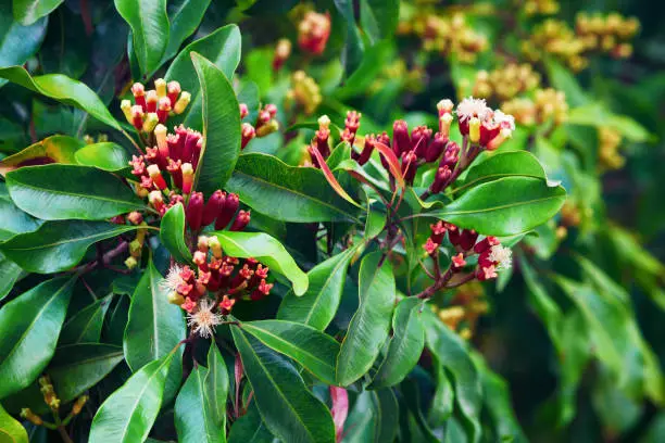 Clove tree with blooming  flowers and fresh green and red raw sticks growing in Bali mountains. Tropical plants, natural food spices, producing aromatic ingredients and oil in Indonesian plantations.