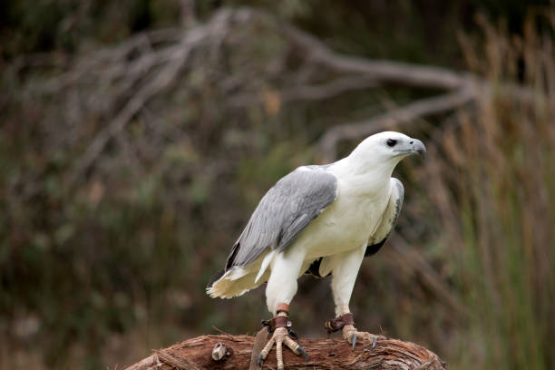 istock The White-bellied Sea-Eagle is the second largest raptor  found in Australia he is standing on a branch 1465372895